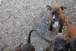 Amstaff-American Staffordshire Terrier - Foto n. 2