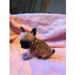 Chihuahua Cuccioli con Pedigree - Foto n. 5