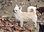 Chihuahua Cuccioli con Pedigree - Foto n. 7