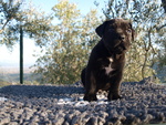 Cuccioli di cane Corso - Foto n. 4