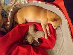 Cuccioli di Chihuahua con Pedigree