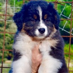 Cuccioli Australian Shepherd, Pastori Australiani - Foto n. 1