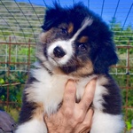 Cuccioli Australian Shepherd, Pastori Australiani - Foto n. 2