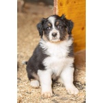 Cuccioli Australian Shepherd, Pastori Australiani - Foto n. 6