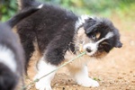 Cuccioli Australian Shepherd, Pastori Australiani - Foto n. 7