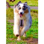 Cuccioli Australian Shepherd, Pastori Australiani - Foto n. 10