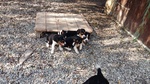 Beagle Cuccioli Allevamento - Foto n. 1