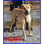 Ricky Meraviglioso e Vivace Simil Alano 3 anni e Mezzo