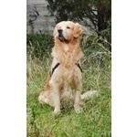 Cerco Femmina di Golden Retriever