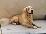 Cerco Femmina di Golden Retriever - Foto n. 2