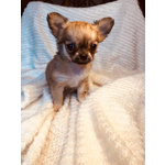 Cuccioli Chihuahua con Pedigree - Foto n. 5