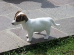 Jack Russell Terrier - Pedigree - Foto n. 1