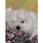 Cuccioli Maltese Puri