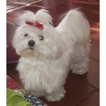 Cuccioli Maltese Puri - Foto n. 3