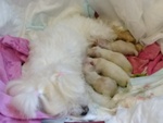 Cuccioli Maltese Puri - Foto n. 6