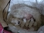 Cuccioli Maltese Puri - Foto n. 7