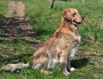 Cuccioli Golden Retriever - Foto n. 2