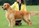 Cuccioli Golden Retriever - Foto n. 3