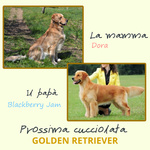 Cuccioli Golden Retriever - Foto n. 1