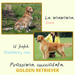 Cuccioli Golden Retriever