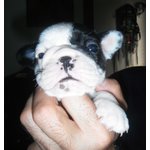 Cuccioli di Bouledogue Francese