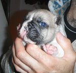 Cuccioli di Bouledogue Francese - Foto n. 2