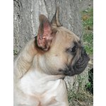 Cuccioli di Bouledogue Francese - Foto n. 4