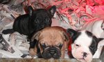 Cuccioli di Bouledogue Francese - Foto n. 5