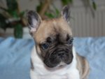 Cuccioli di Bouledogue Francese - Foto n. 8