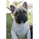 Cuccioli di Bouledogue Francese - Foto n. 9