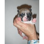 Cuccioli di Bouledogue Francese - Foto n. 10