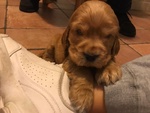 Bellissimi Cuccioli di Cocker Spaniel Inglese - Foto n. 1