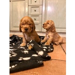 Bellissimi Cuccioli di Cocker Spaniel Inglese - Foto n. 3