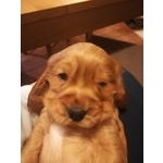 Bellissimi Cuccioli di Cocker Spaniel Inglese - Foto n. 5