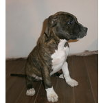 Ultimi Cuccioli di American Staffordshire Terrier - Dolcissimi, Vivaci e Molto Socevoli!!! - Foto n. 1