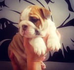 Bulldog Inglese Cuccioli Maschi - Foto n. 2