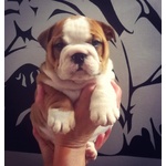 Bulldog Inglese Cuccioli Maschi - Foto n. 3