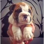 Bulldog Inglese Cuccioli Maschi - Foto n. 4