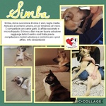 Simba, Bellissimo Peloso in Cerca di Casa - Foto n. 1