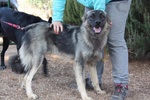 Lucky, Affettuoso Cucciolone in Cerca di Coccole