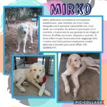 Mirko, Bellissimo Simil Maremmano in Cerca di Casa - Foto n. 3