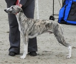 Cuccioli Whippet Levriero Disponibili - Foto n. 5