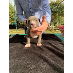 Vendo Cuccioli di Pitbull - Foto n. 3