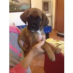 Cuccioli di Boxer - Foto n. 5