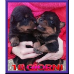 Cuccioli Rottweiler