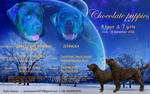 Cuccioli Labrador Chocolate