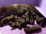 Cuccioli Labrador Chocolate - Foto n. 3