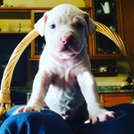 Cucciolo Pitbull