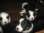 Cuccioli Border Collie alta Genealogia