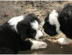 Cuccioli Border Collie alta Genealogia - Foto n. 2